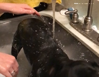 Dog Shakes Off Water 