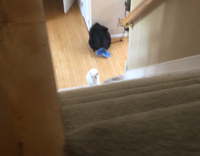 white cat walk up stairs