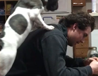 dog trying to climb on owners back and falls down