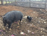 Brown Pig Flips Baby Pig