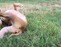 Dog rolls on grass down hill
