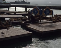 One Seal Forces Another Off Dock Pier 39