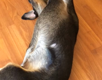 Black dog laying on back playing with pink toy