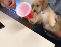 dog plays flip cup