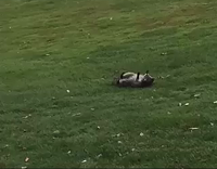 Raccoon Too Many Last Night