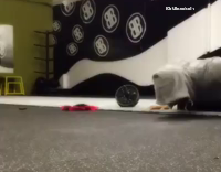 man tries to work out dog in way
