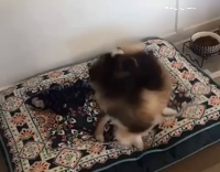Husky spinning around in circles trying to bit his tail