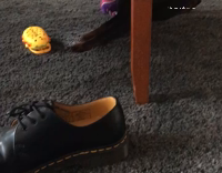 Dog tries to play with his toy 