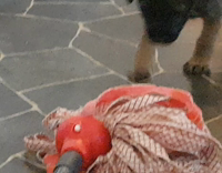 Puppy wants to do household chores 