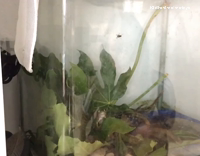  frog catching a fly in slow motion 