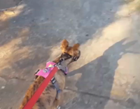 Dog distracted by blimp