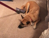Lazy dog owner vacuums around 