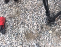 Black goat slowly comes to camera and makes weird noises