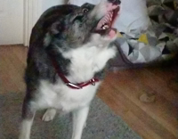 slow motion dog fetching a ball 