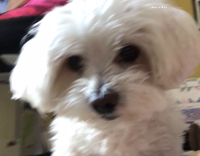 Dog Pauses Then Attacks Camera