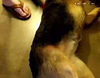 brown dog is vaccumed