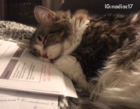 Cat Has the loudest snore ever