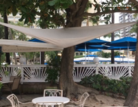 Cat rests in hammock