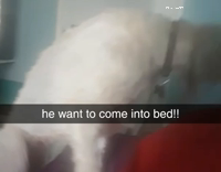 giant poodle struggles to get into bed