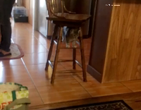 Cat standing between barstool trying to fight off girl
