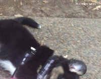 Australian Sheperd Puppy Learns Play Fetch