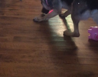 Collab AnimalsDT - Baby Laughs At German Sheperd Chasing Laser