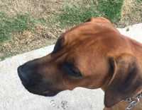 dog barking at clown thinking it is real