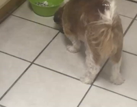 OCD Dog Nods Head Before Eating