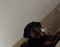 Dog sits intently while watching sitcom