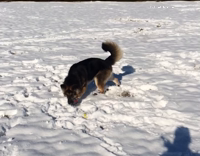 german shepherd digs in snow