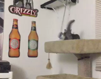 Cute kitten falls off post 