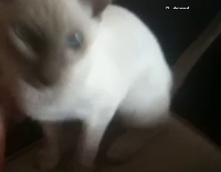 White Cat Plays Fetch On Carpet
