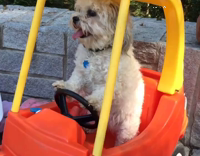 dog in kid car