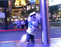 White dog dressed up in Vegas