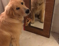 dog looking at itself in the mirror with toy