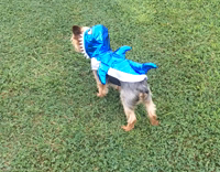 Cute dog dressed as a shark 