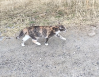 Collab AnimalsDT - Cat Jumps Spontaneously