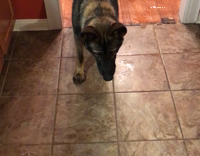 german shepherd catches kicked ball