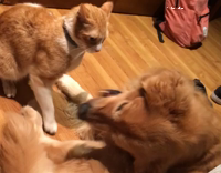 Orange cat and golden retriever fight