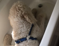 giant poodle in tub