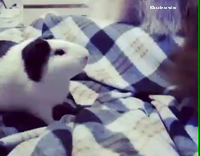 Cat's Tail Keeps Hitting Guinea Pig In Face