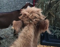 Goat and cow munch on hay while its being pulled off truck
