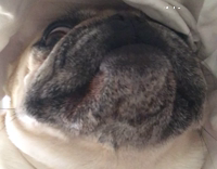 Pug in bed scratching face