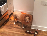 Dog is dressed as Lion 