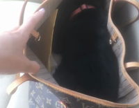 Dog hides in purse during errands 