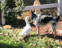 duck messing with brown dog
