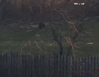 Cat stuck in tree gets saved