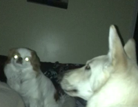 dog howling with the sound of alarm clock