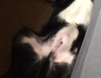 Black and White Dog Sleeps Weird