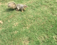 Guy narrates himself giving squirrel dorito chip